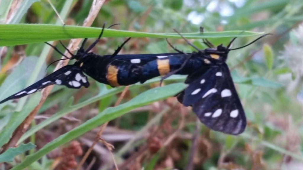 Accoppiamento di Amata phegea?  S !